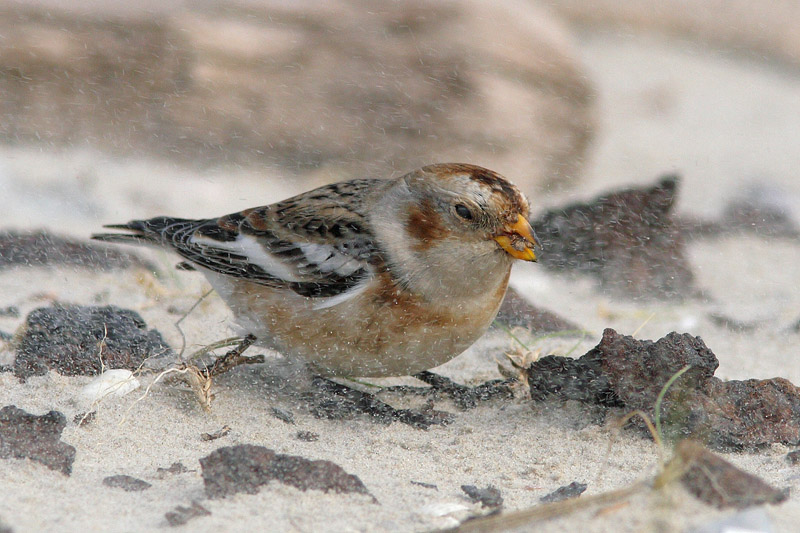 Plectrophenax nivalis - Snow Bunting
This Snow Bunting was feeding on the beach, when suddenly caught in a sand storm.