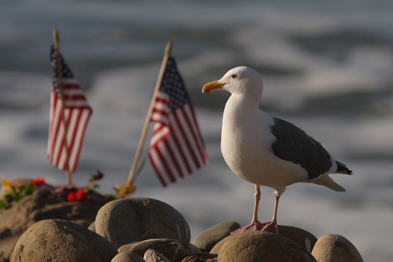 Western Gull standing firm on Ventura Beach. A new day, a new chance for change... 