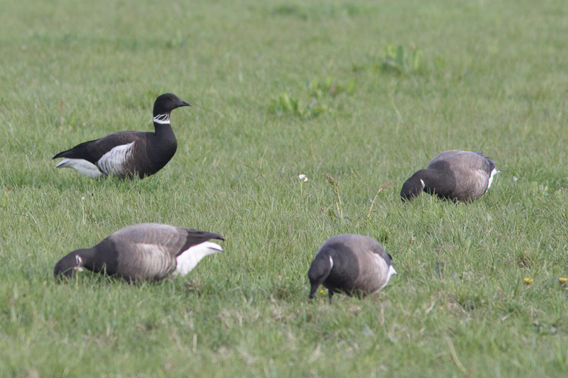 Zwarte Rotgans