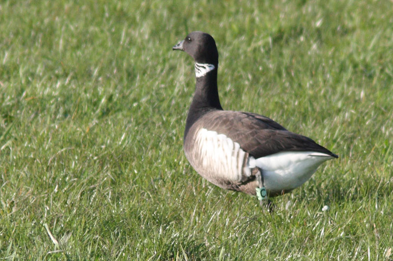 Zwarte Rotgans