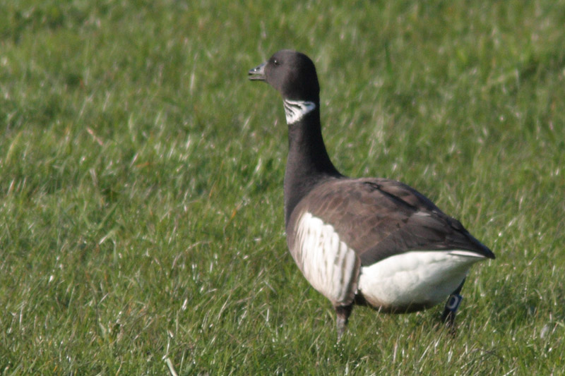 Zwarte Rotgans
