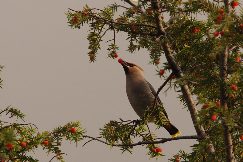 Pestvogel