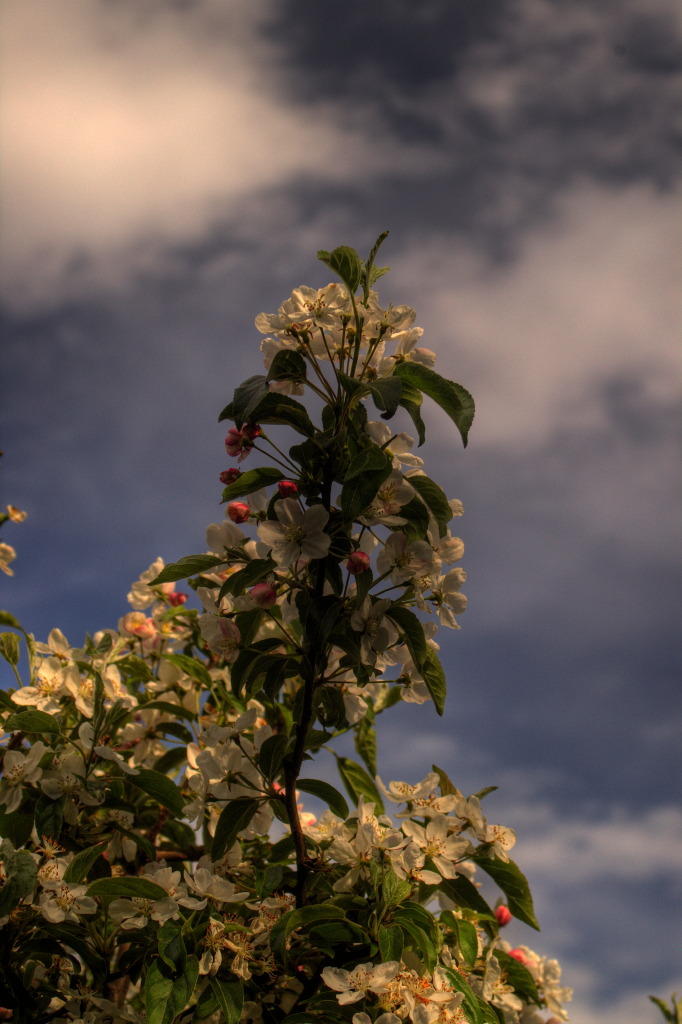 Apple blossom