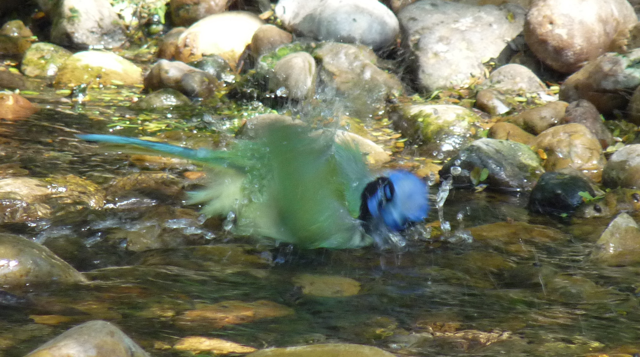 Green Jay