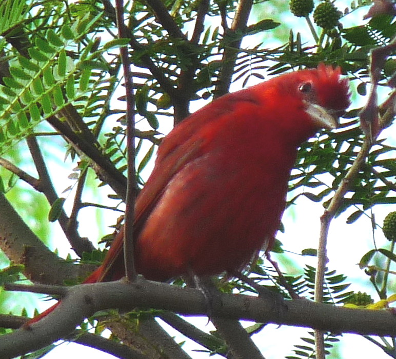 Summer Tanager