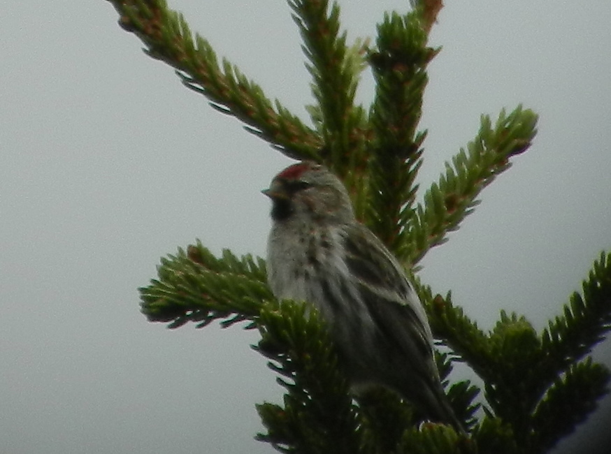 Otto Lk Redpoll 4.JPG