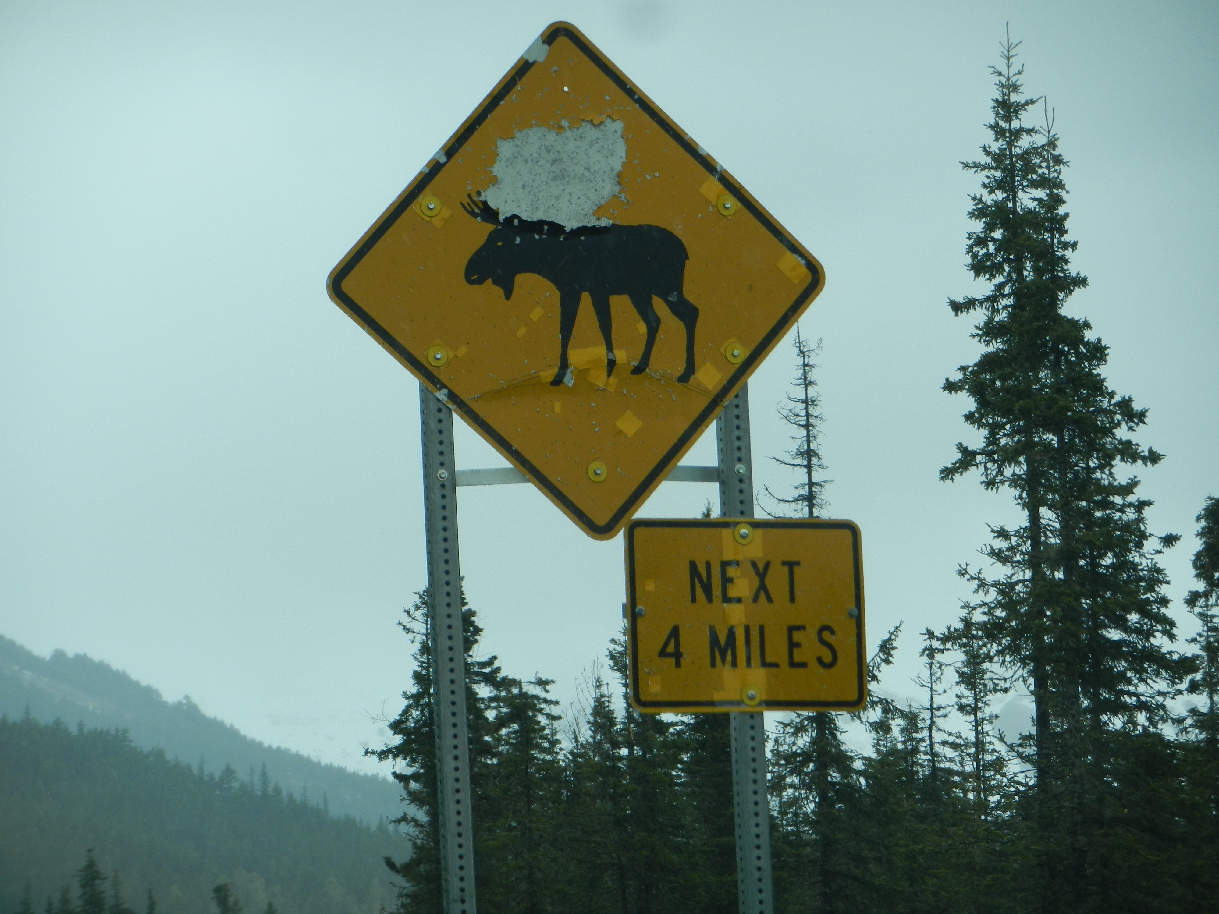 Moose warning sigh - Copy.JPG