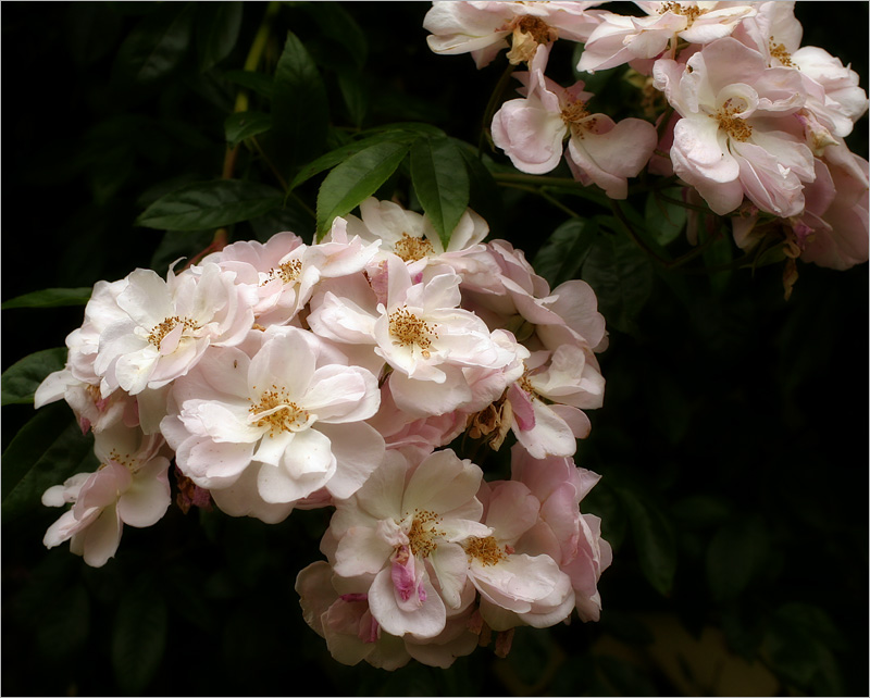 Renae - a wonderful climbing rose