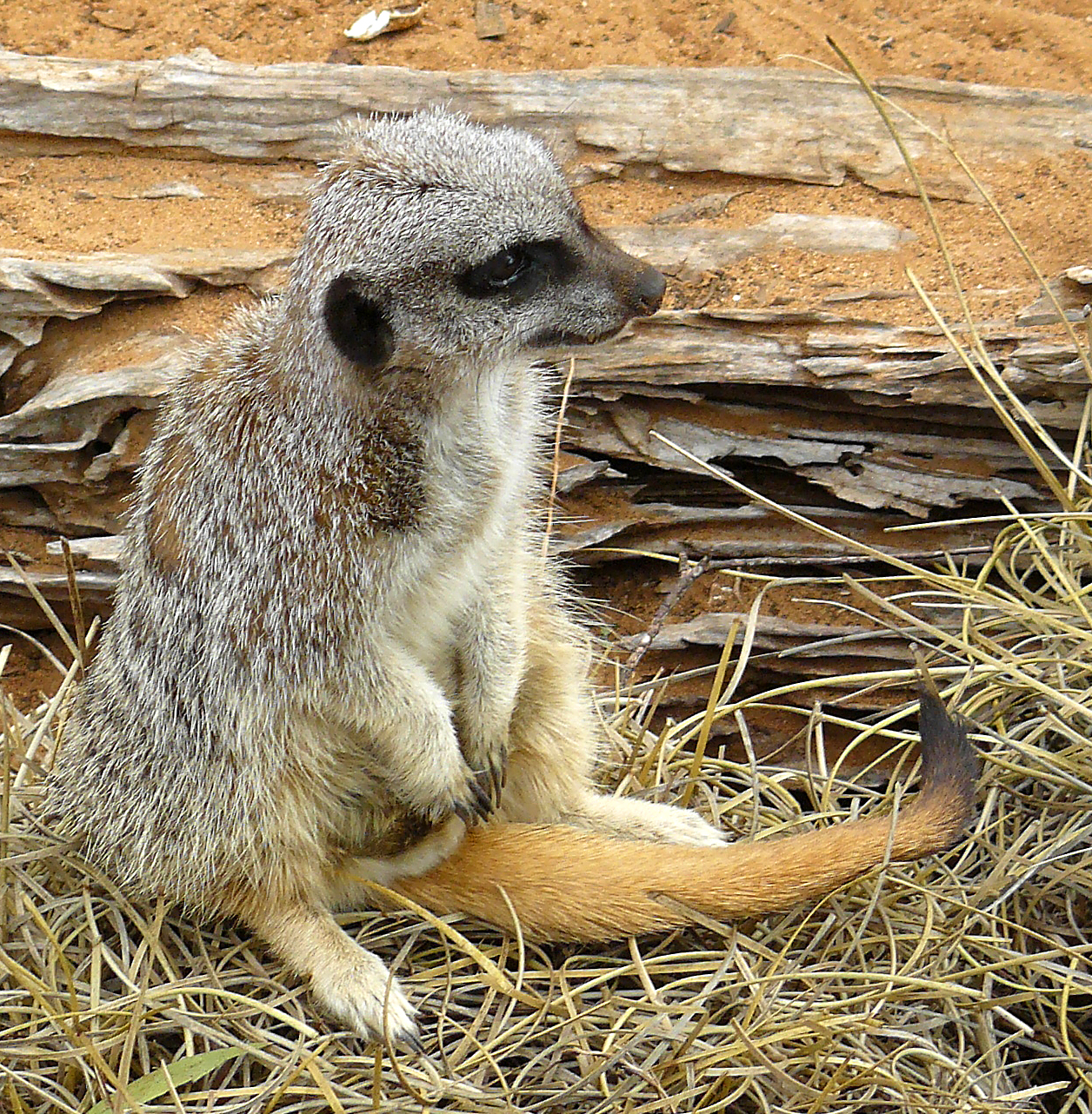 meerkat.jpg