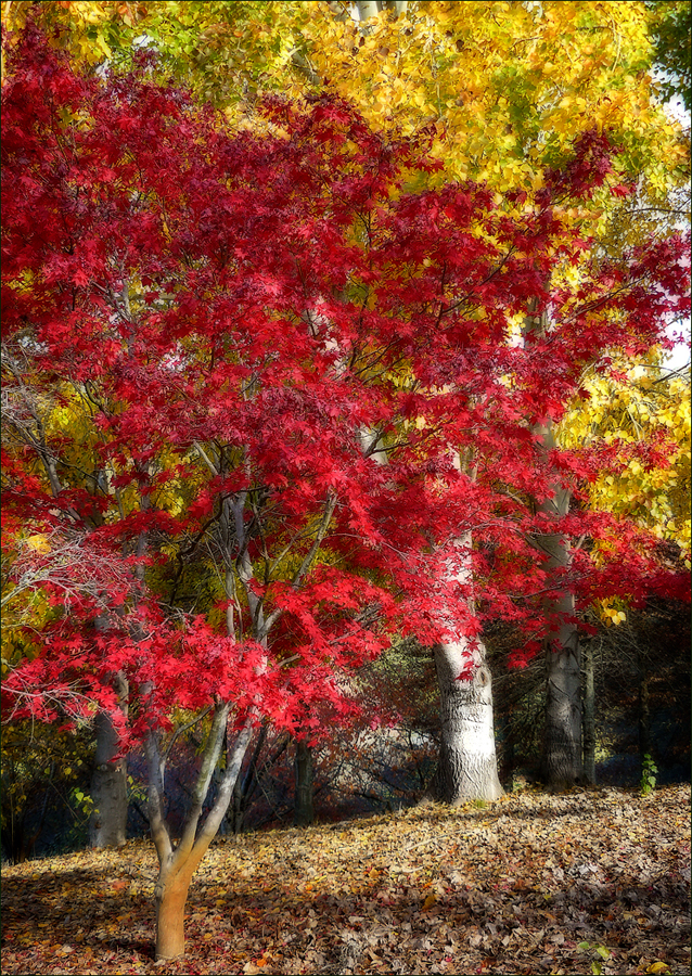 mt lofty garden red.jpg