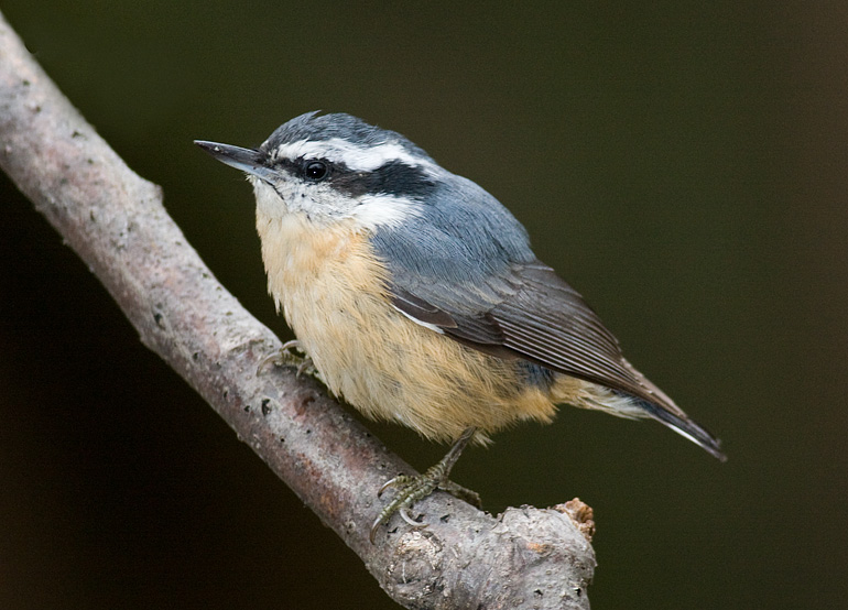 Red-breasted Nuthatch