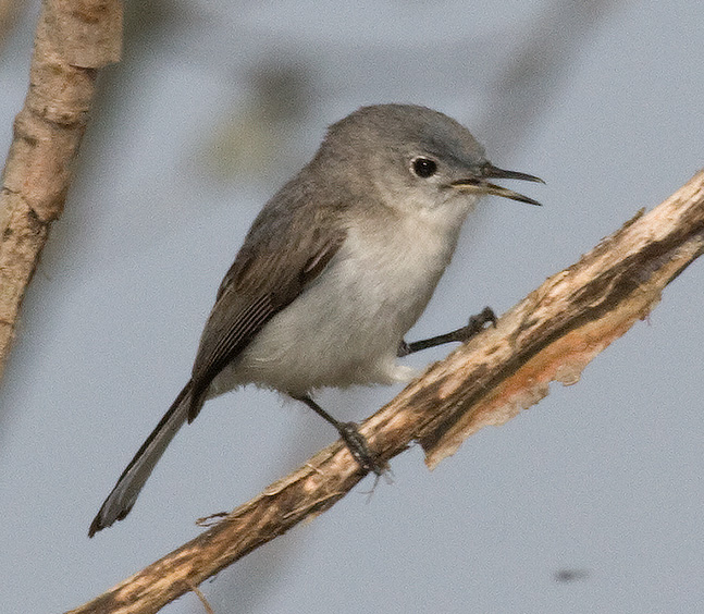 Blue-gray Gnatcatcher