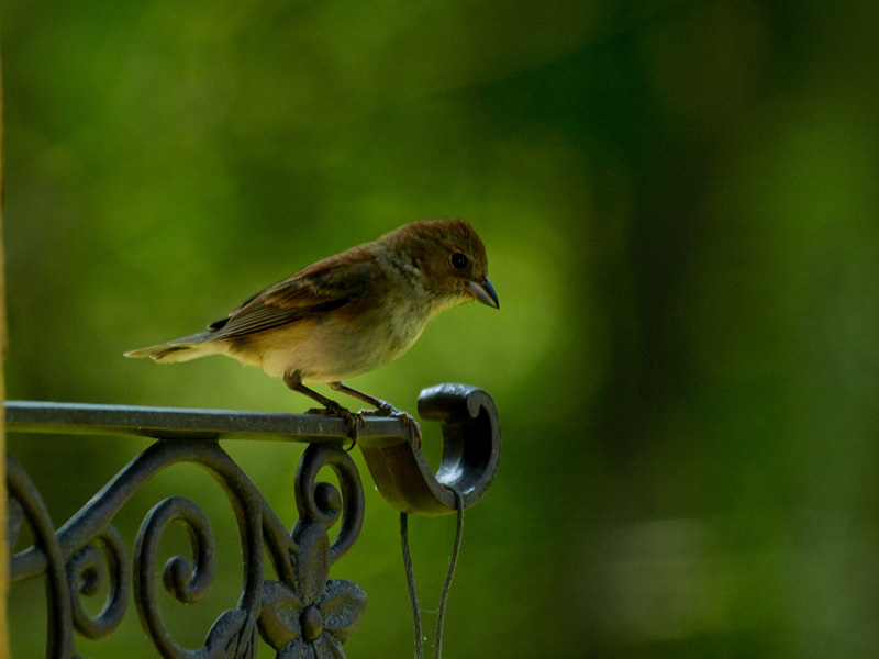 Finch-4488