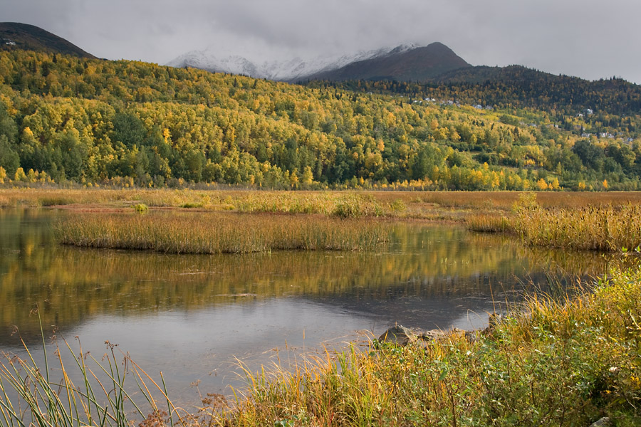 Potter Marsh