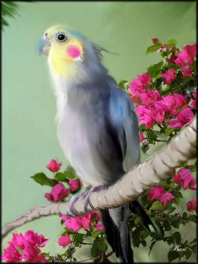 Sammy in Bougainvillea