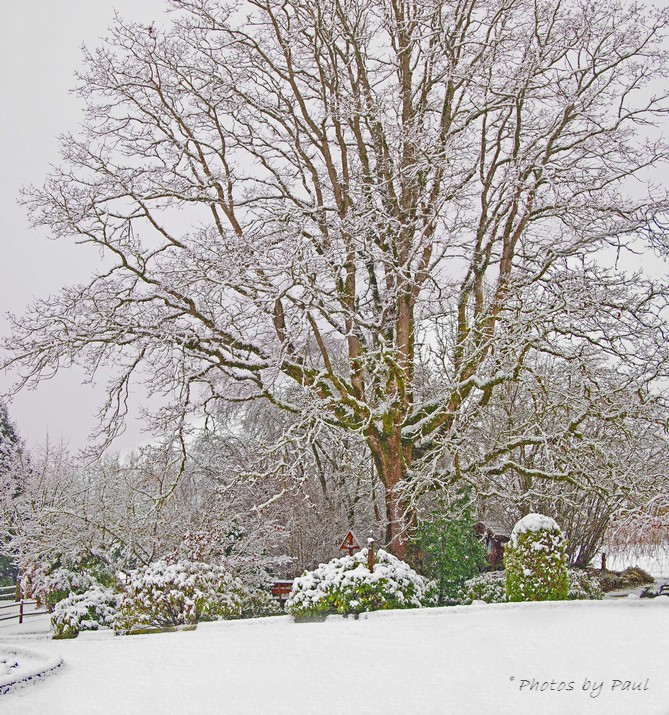 THE SACRED HEART TREE . . .