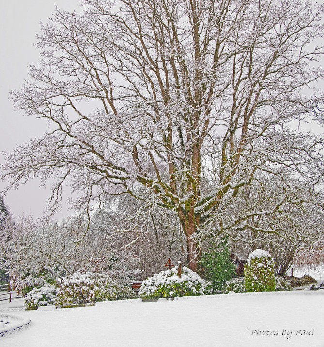 THE SACRED HEART TREE . . .