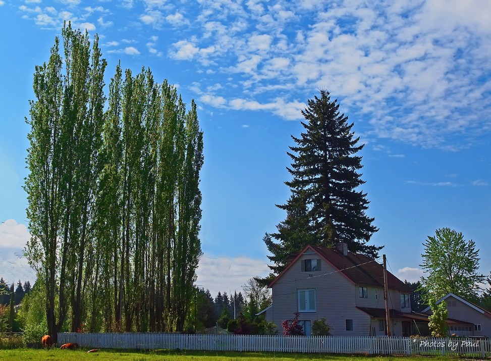 SOME POPLAR TREES IN OL ARTS NEIGHBORHOOD