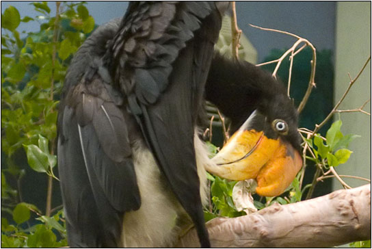 Great Indian Hornbill