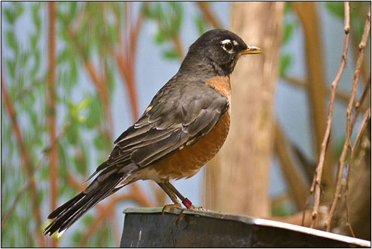 American Robin