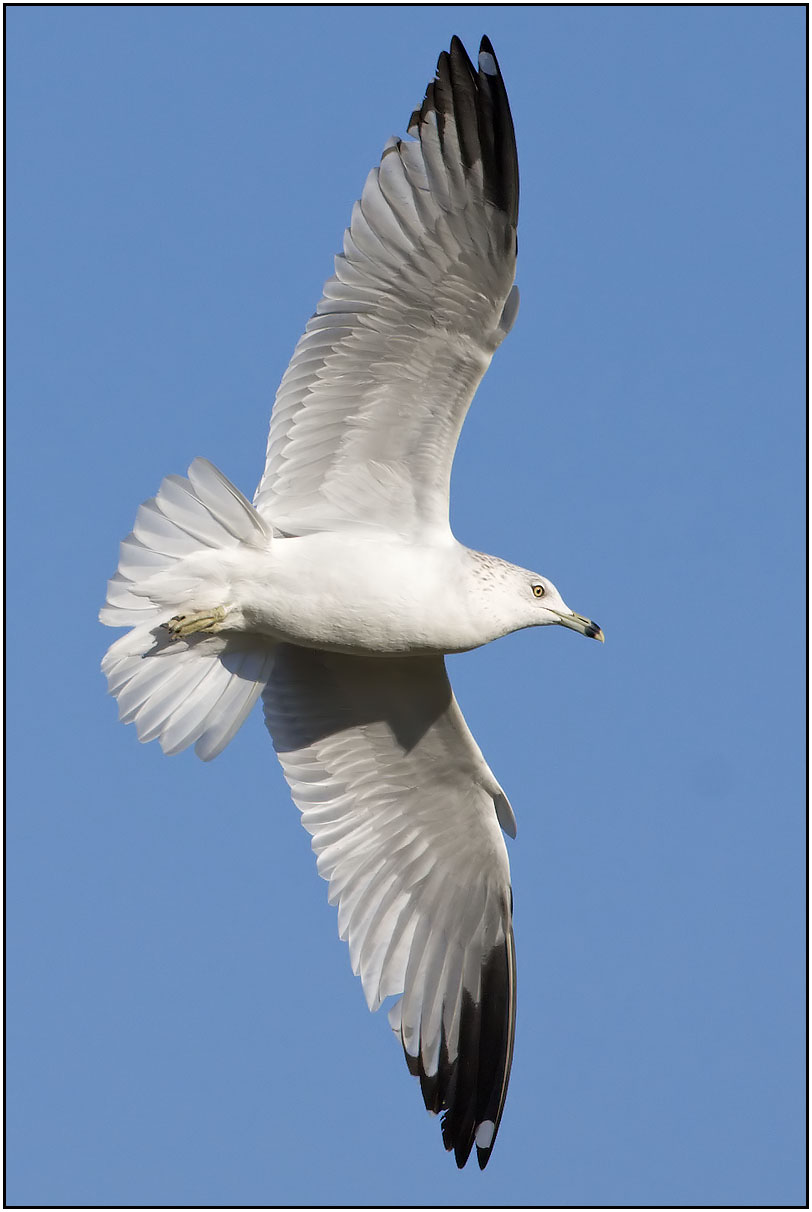 CRW_8960.jpg