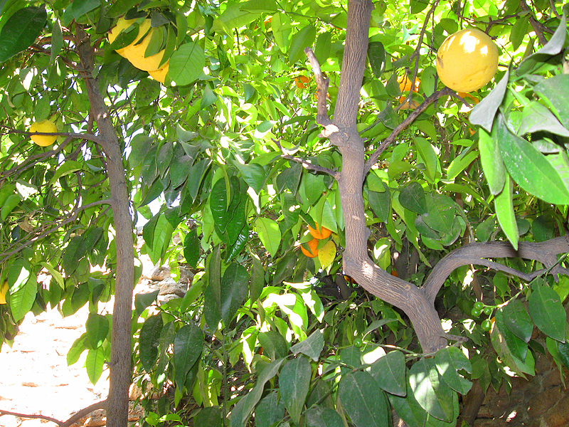Grape fruit and orange on the same tree