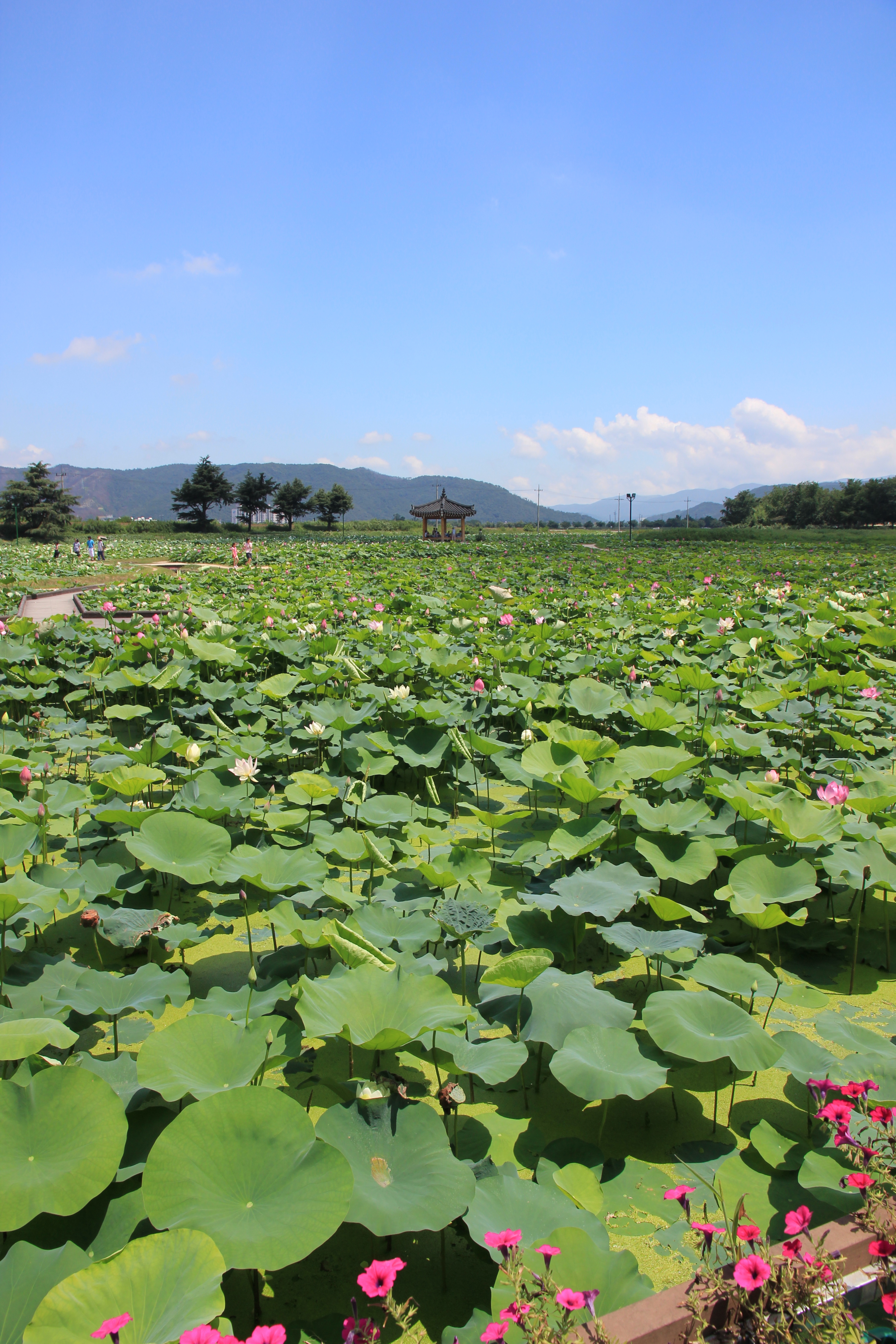 Lotus Pond