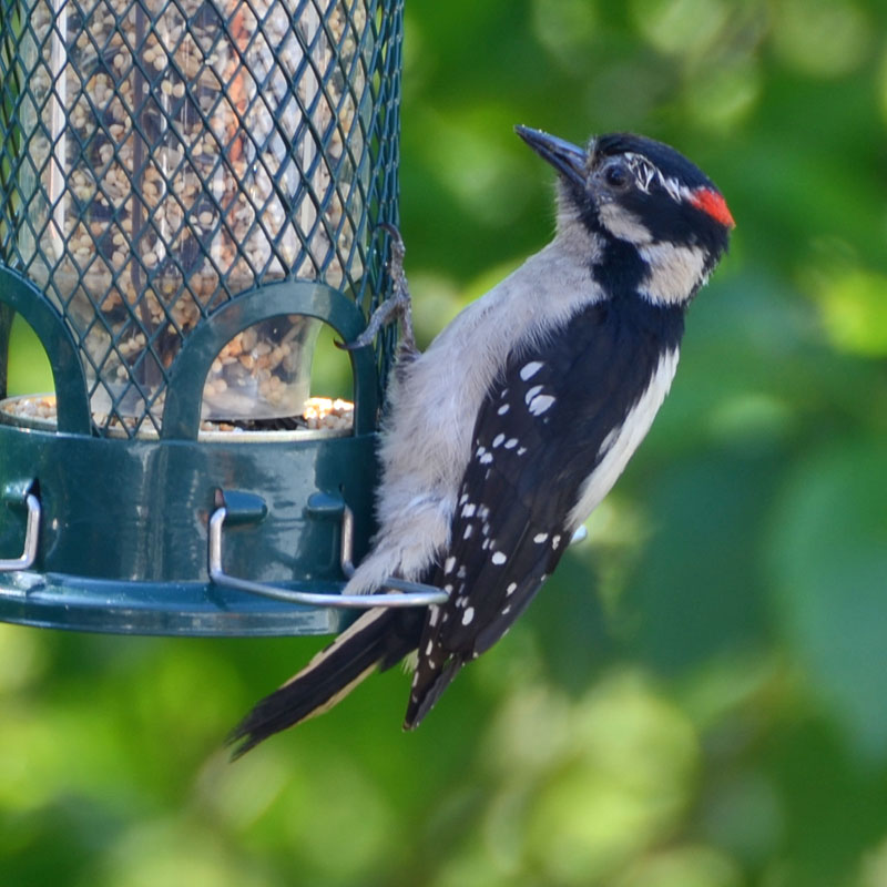 Male Downy Woodpecker