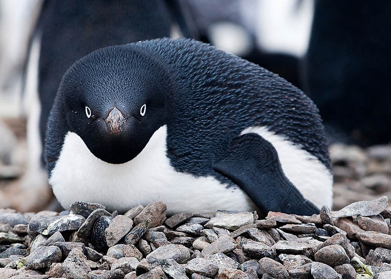 Adelie Penguin 1