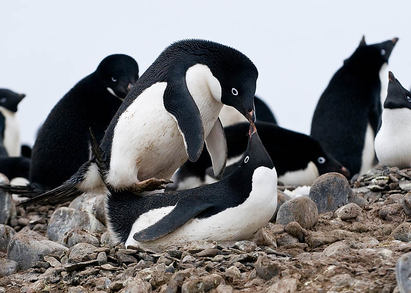 Adelie Penguins mating