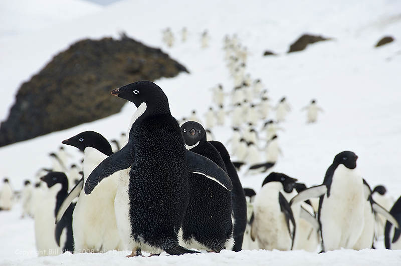 Adelie Penguins,   Brown Bluff 2