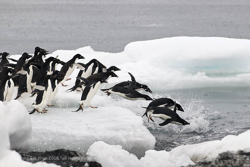 Adelie Penguins,   Brown Bluff  5