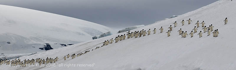 Adelie Penguins,   Brown Bluff 6