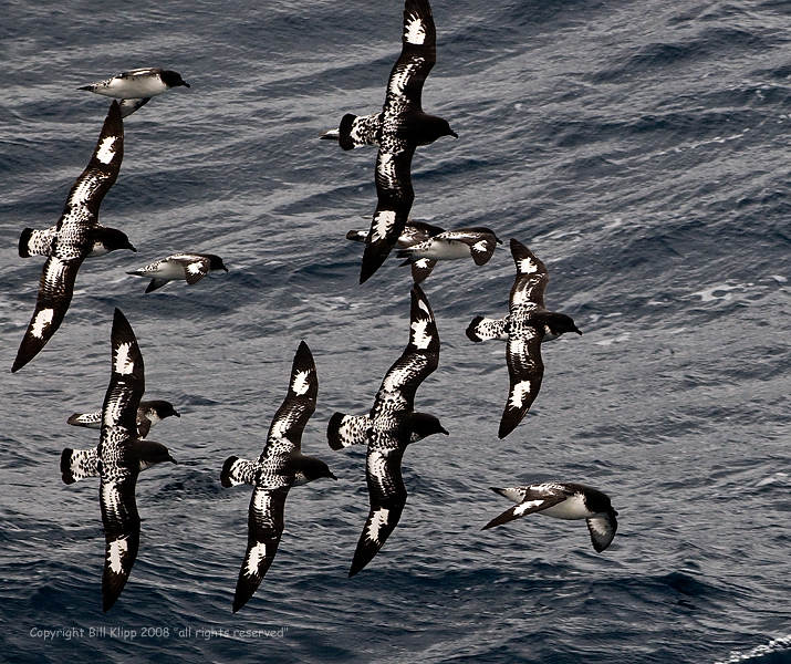 Pintado Petrels following Ship 1