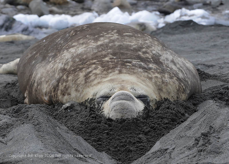 Elephant Seal,  Gold Harbor 1