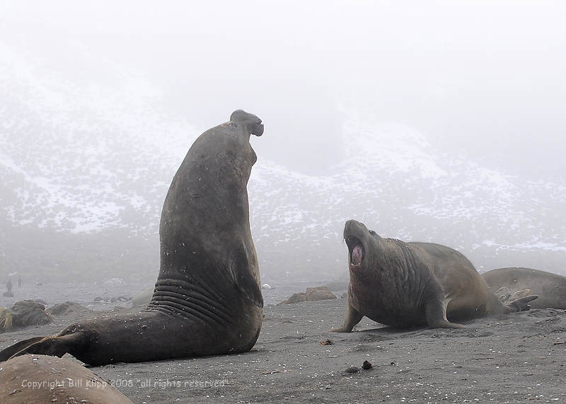 Elephant Seal,  Gold Harbor 3