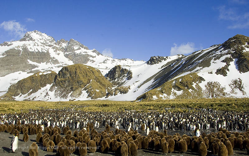 King Penguins, Gold Harbor 10