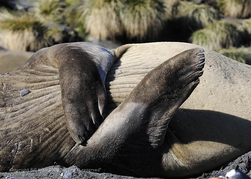 Elephant Seal,  Cooper Harbor 4