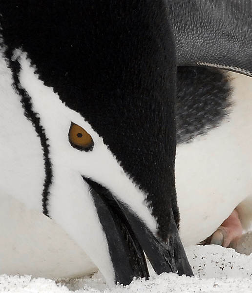 Chin Strap Penguins, Baily Head - Deception Island  10