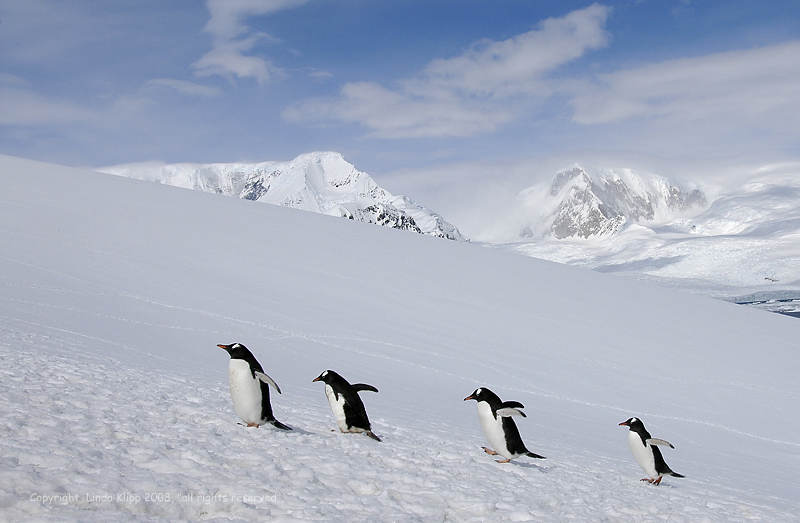 Gentoo Penguins, Neko Harbor 2