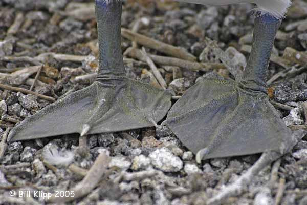 Grey Feet