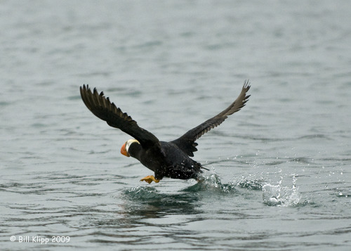 Birds Alaska Homer Tufted Puffin B Klipp Aug 09  14aA.JPG