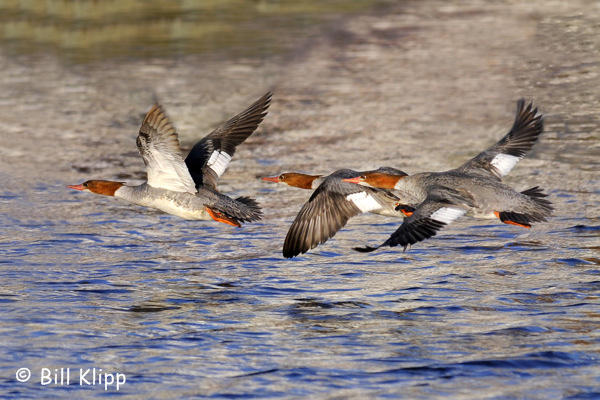 Red Breasted Mergansers   2