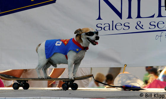 Pet  Masquerade Parade  4