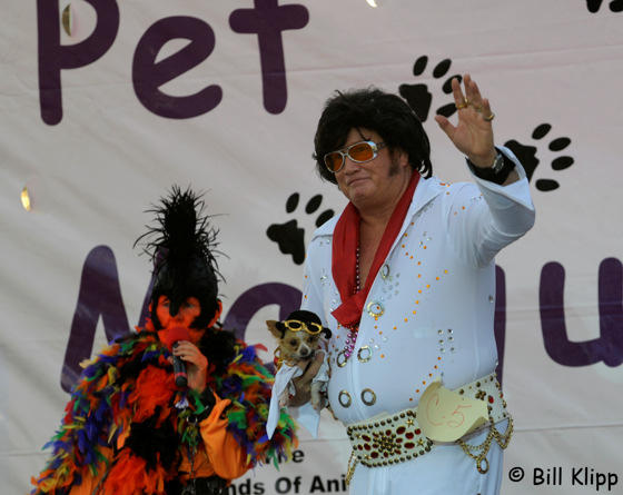 Pet  Masquerade Parade  7