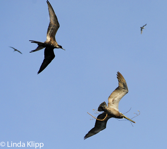 Birds Frigate n Pelican Bona n Otoque Islands Panama L Klipp Feb 2012 03914 asA.jpg