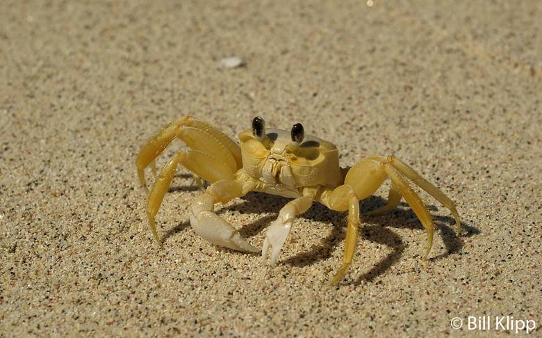 Ghost Crab, Green Cay  1