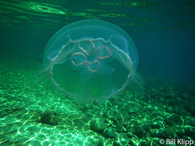 Jellyfish  2