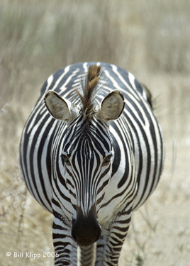 Zebra, Tanzania