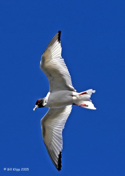 Swallow Tail Gull